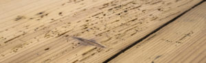 houtworm in houten vloer