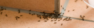 mieren op de vloer